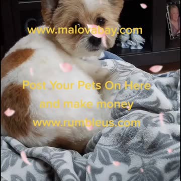 Bourbonnais Middle Class Havanese Golden Retriever Dogs Ruff Ruff