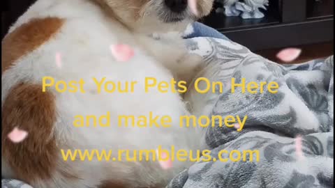 Bourbonnais Middle Class Havanese Golden Retriever Dogs Ruff Ruff