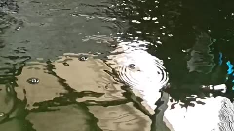 koi fish pond Skimmer