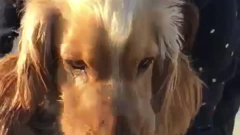 Brown dog wont share water
