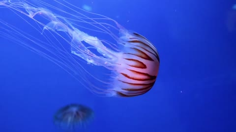 jelyfish swiming slowly