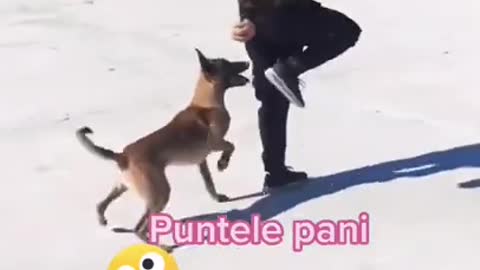 China Funny Dog Video