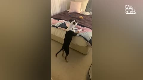 Funniest cat and dog videos