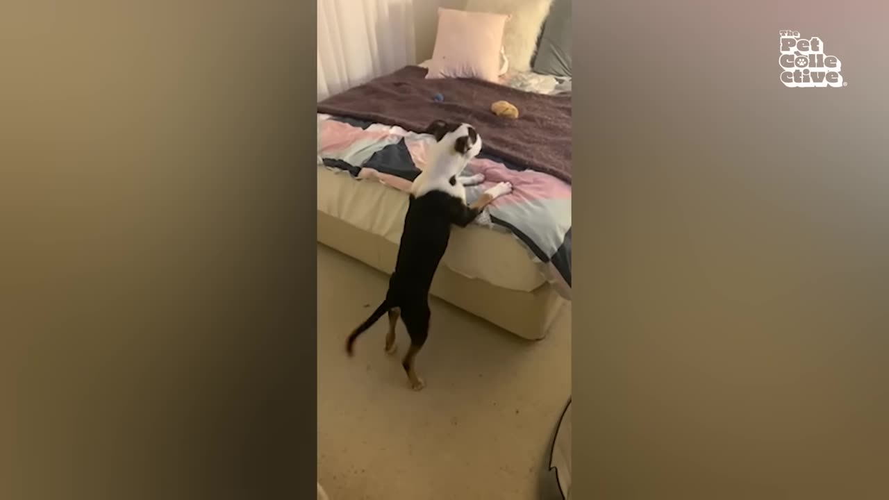 Funniest cat and dog videos