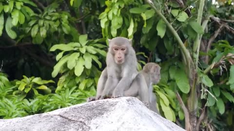 Amazing Scene of Wild Animals In 4K - Scenic Relaxation Film