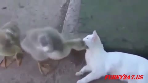 Funny cat Lovely cats