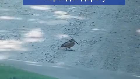 Birds dancing