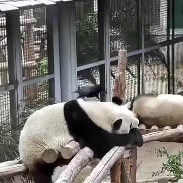 Ravens. Why? Everything joke to YOU? 😂😂