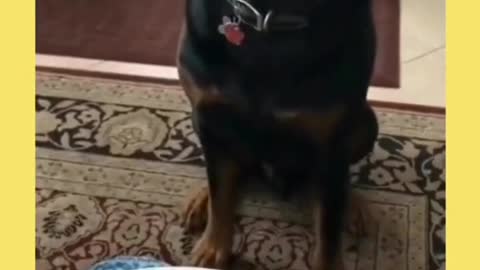 I didn't expect puppies to be picky eaters.