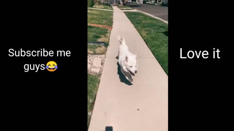 Dog. 😂owns the dance floor with her adorable dance moves