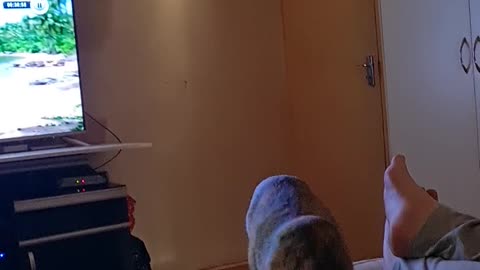 My cat playing fetch