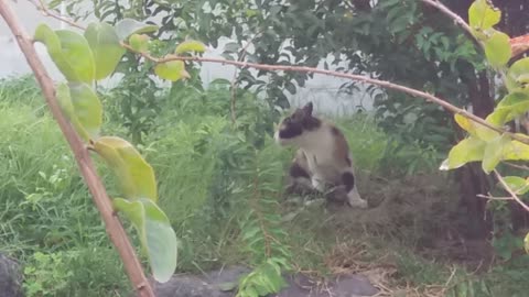 A fun performance while molting a tricolor cat in the grass
