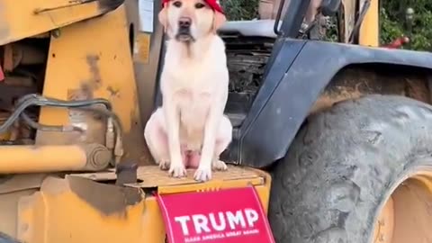 Happy Dogs for Trump