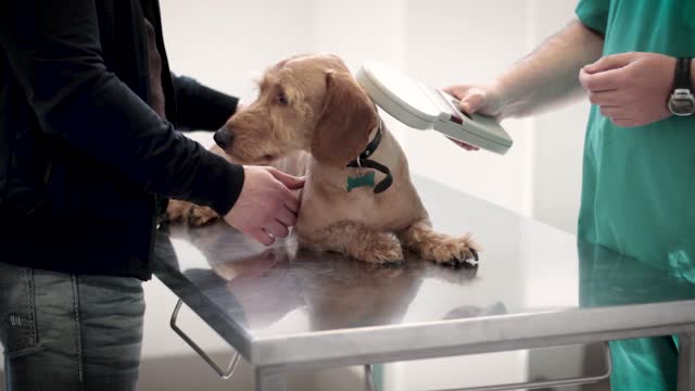 dog training techniques/careing for your dog/dog walking training/dog syqlling/barking#shorts/#short