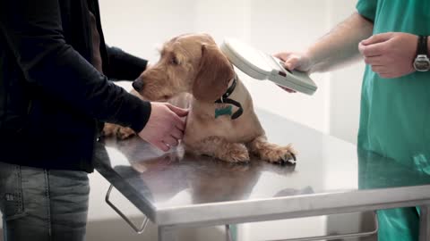dog training techniques/careing for your dog/dog walking training/dog syqlling/barking#shorts/#short