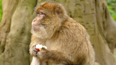 Amazing Monkey eating fruit in the forest | Animals lifestyle