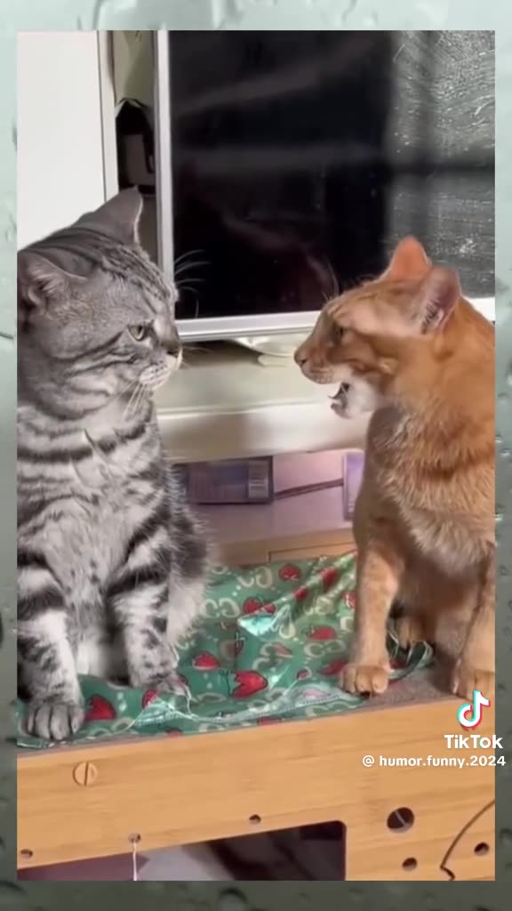 Cat Rumble cat