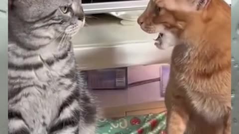 cat