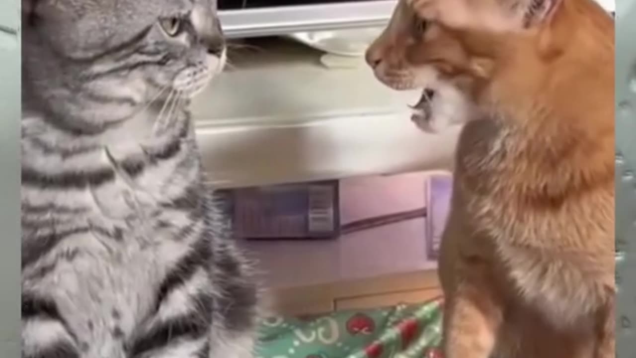 cat