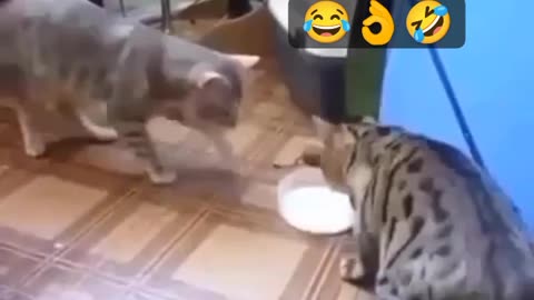 Two pussi cats fighting for milk || every one want to see this video 📸