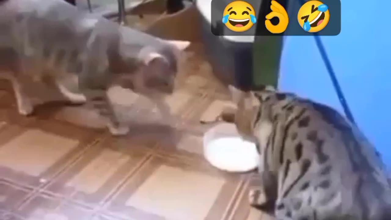 Two pussi cats fighting for milk || every one want to see this video 📸