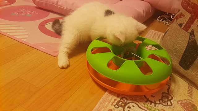 Fun in the cat tunnel
