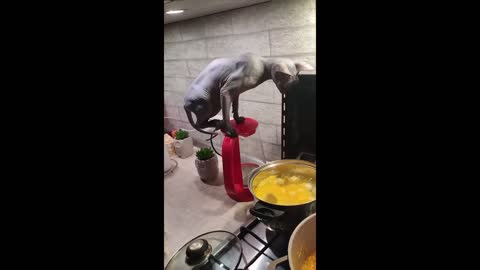 BEST CAT MEMES COMPILATION OF 2022 PART 7