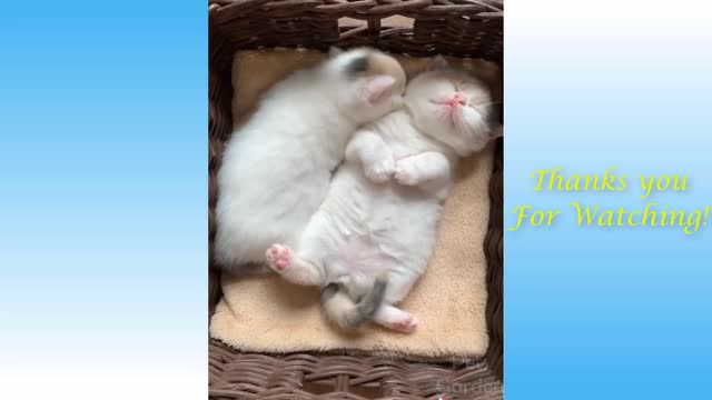 Cute Cats And Funny Dogs Videos Compilation
