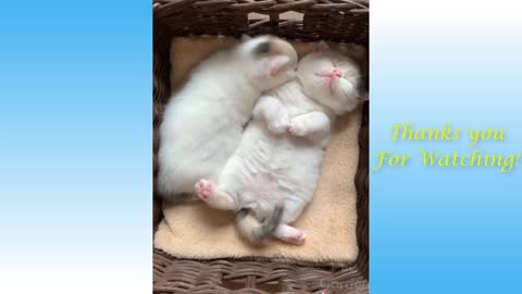 Cute Cats And Funny Dogs Videos Compilation