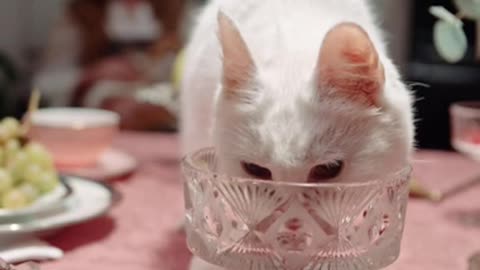 Cat Eating compilation