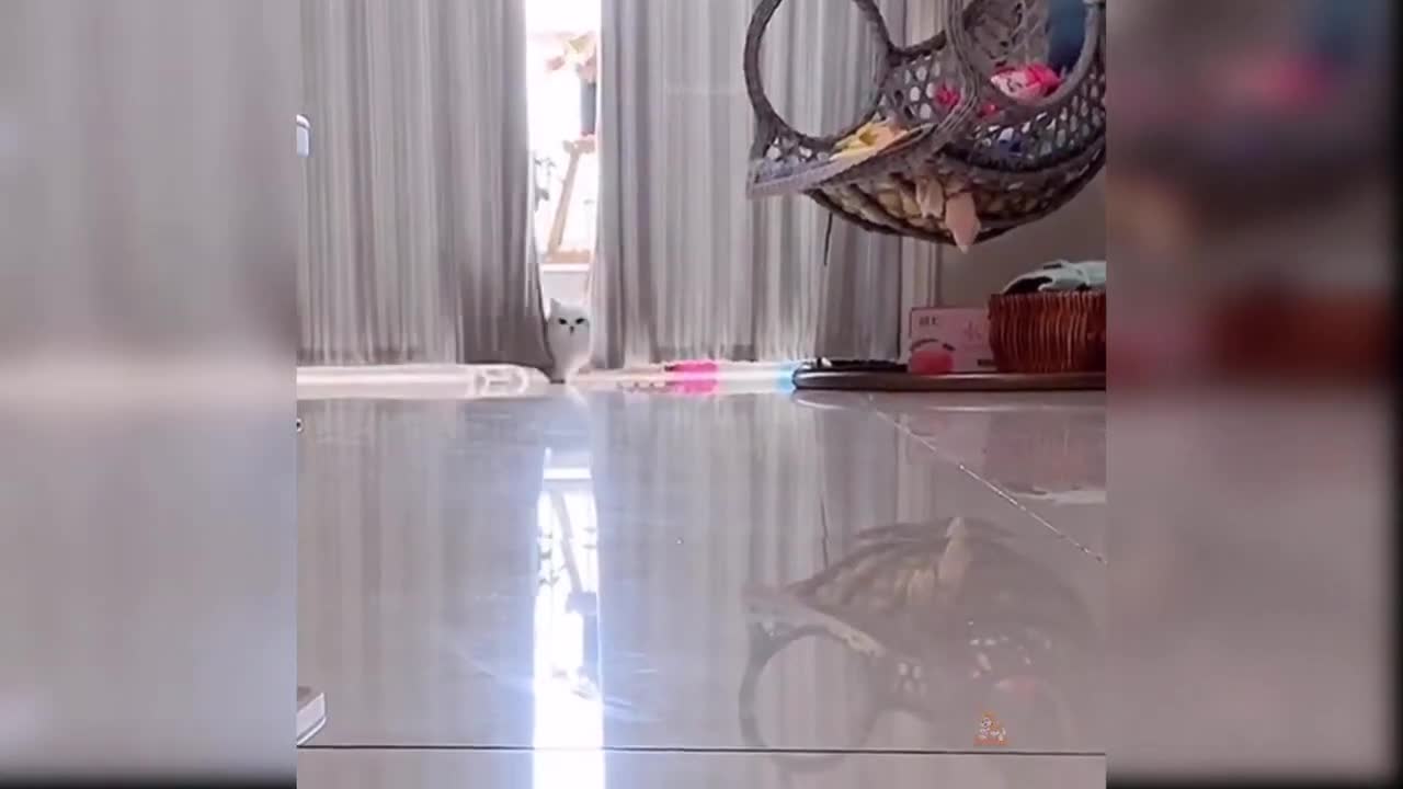 Baby Funny Cat Videos