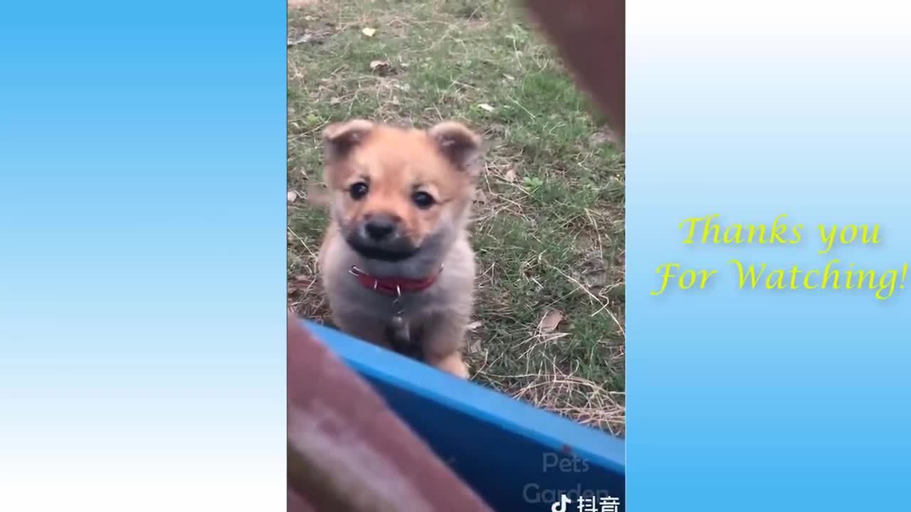 Try Not to Laugh - Pet Funniest Videos