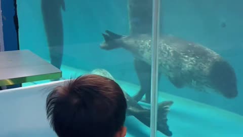 The seal is standing underwater with its hands on its hips. It's so cute!