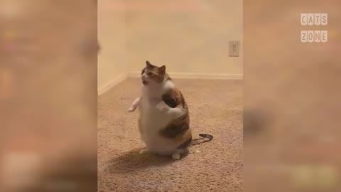 Aww So Cute Cats ♡ Funny Cat Videos 2021