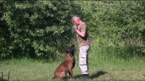 How To Train Your Puppy Cute Dog | Dog Training videos