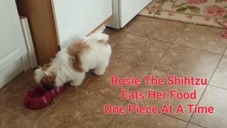 Rosie Eats Her Food One Piece At A Time (Featuring Rosie The Shihtzu)