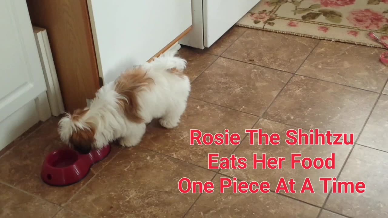 Rosie Eats Her Food One Piece At A Time (Featuring Rosie The Shihtzu)