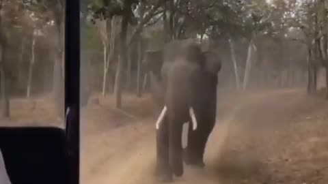 Wildlife in closer view with a natural perspective.
