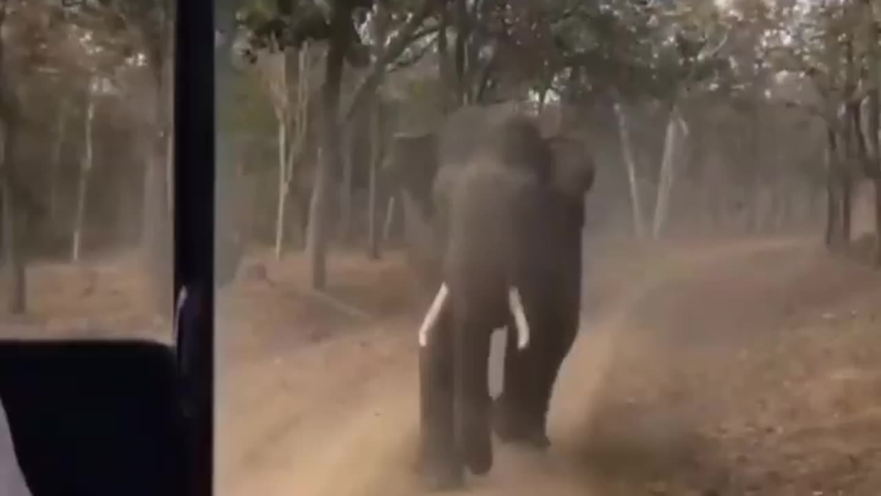 Wildlife in closer view with a natural perspective.