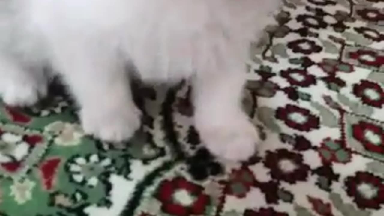 Cute cat
