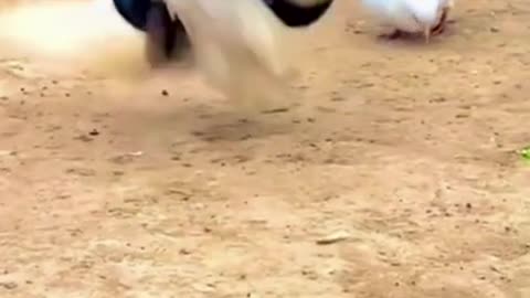 This pigeon got talent 🐦
