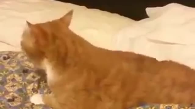 Kittens Sneezing like you've never seen them. Super Funny 2021
