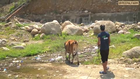 Ek gaushala ka vridh ashram se kya lena dena? | Cow rescue in India / stray cows