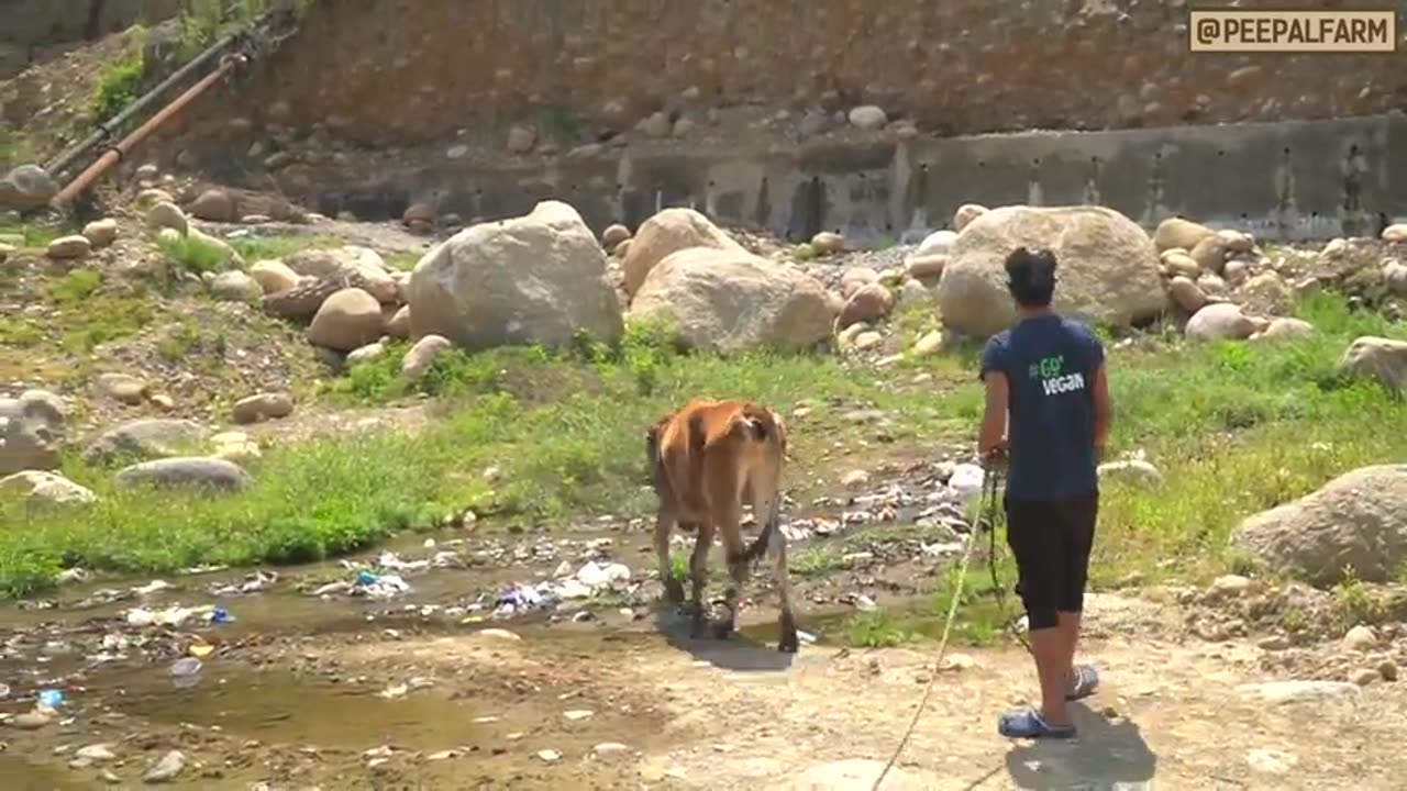 Ek gaushala ka vridh ashram se kya lena dena? | Cow rescue in India / stray cows