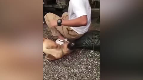 Cat reaction