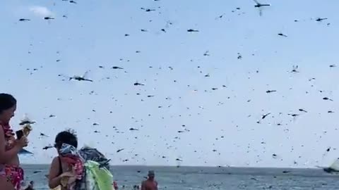 USA. Swarm of supersized #dragonflies invade Misquamicut Beach in #Rhode