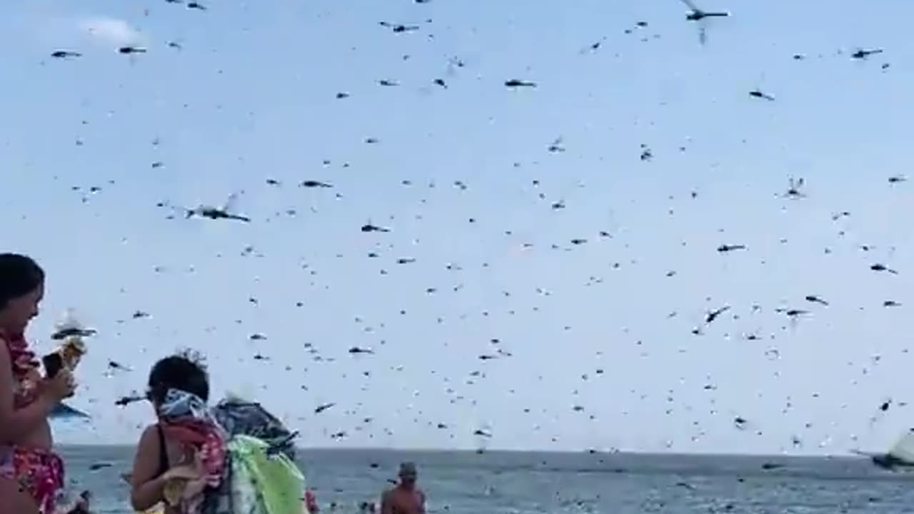USA. Swarm of supersized #dragonflies invade Misquamicut Beach in #Rhode