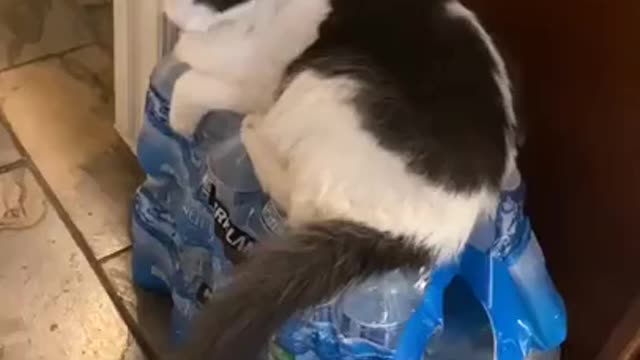 funny cat SUDDENLY appears through a pile of bottles!