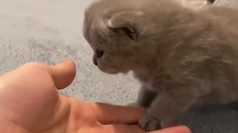Kitten Learning To Walk