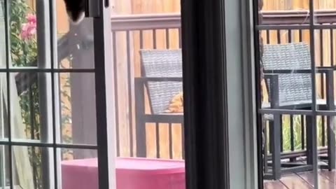 Cute rabbits